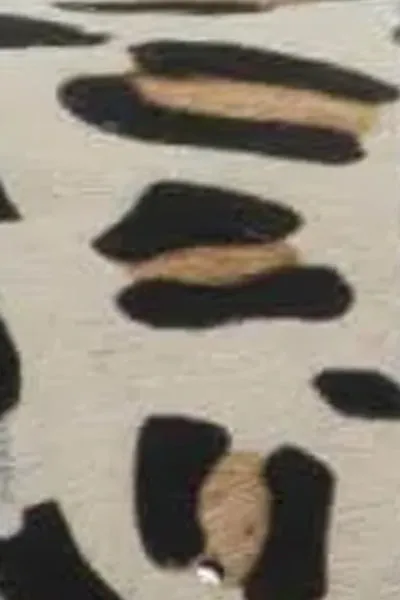 1 or 2 Inch Belted Bliss - Leopard modern edge